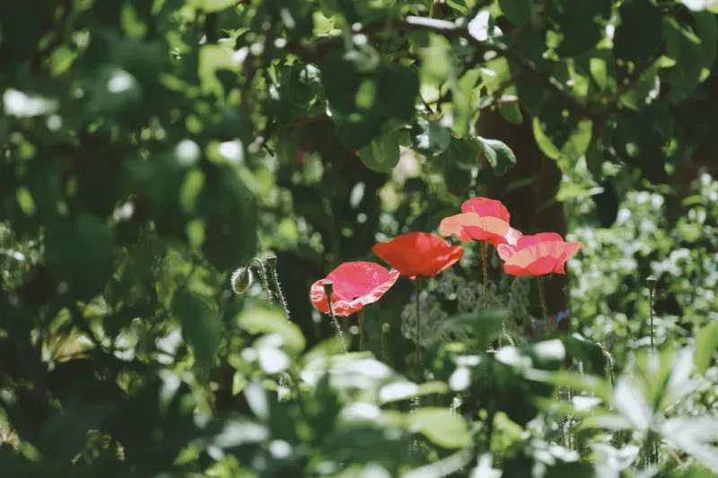 Seasonal garden cleanups