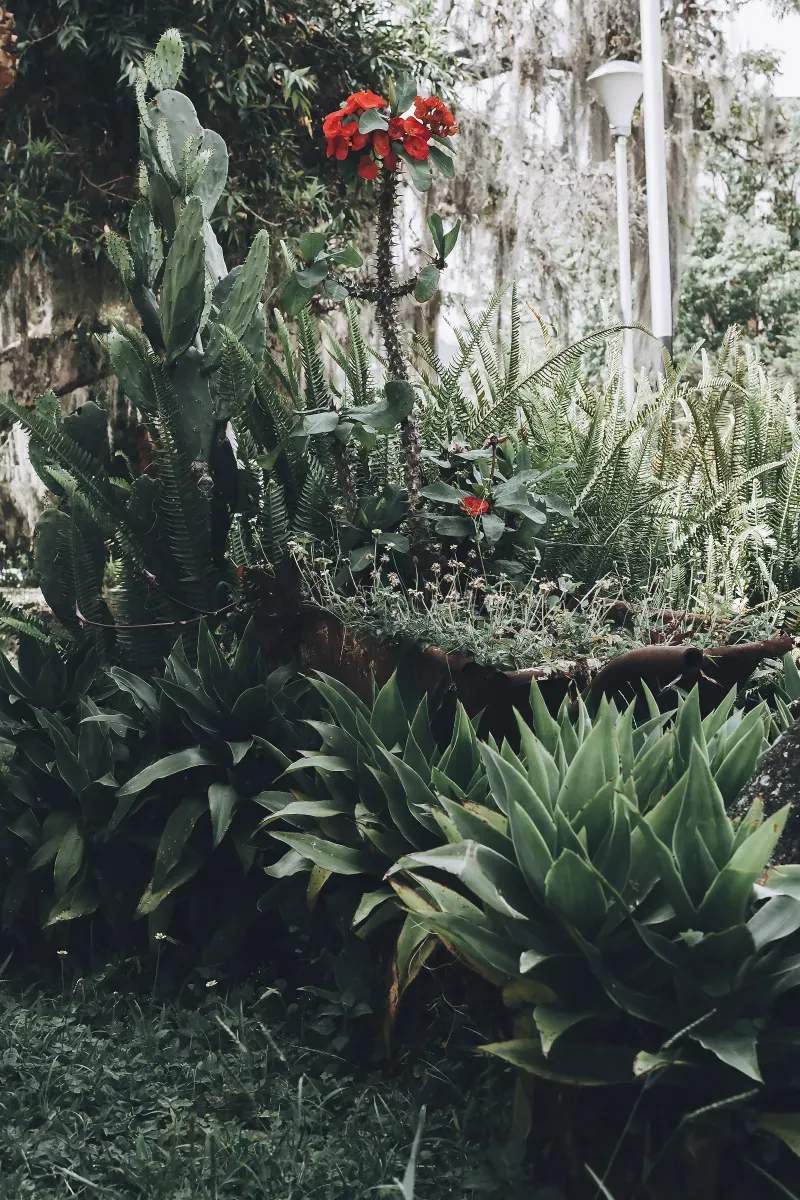 Hedge and shrub pruning